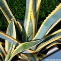 Agave Americana